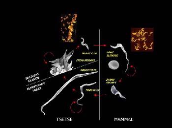 Antigenic variation in African trypanosomes. Dave Barry